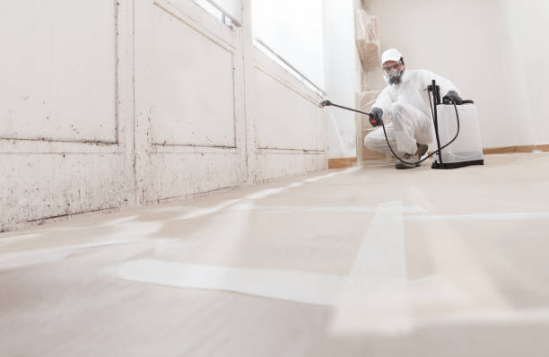 Black mold remediation team in Skokie